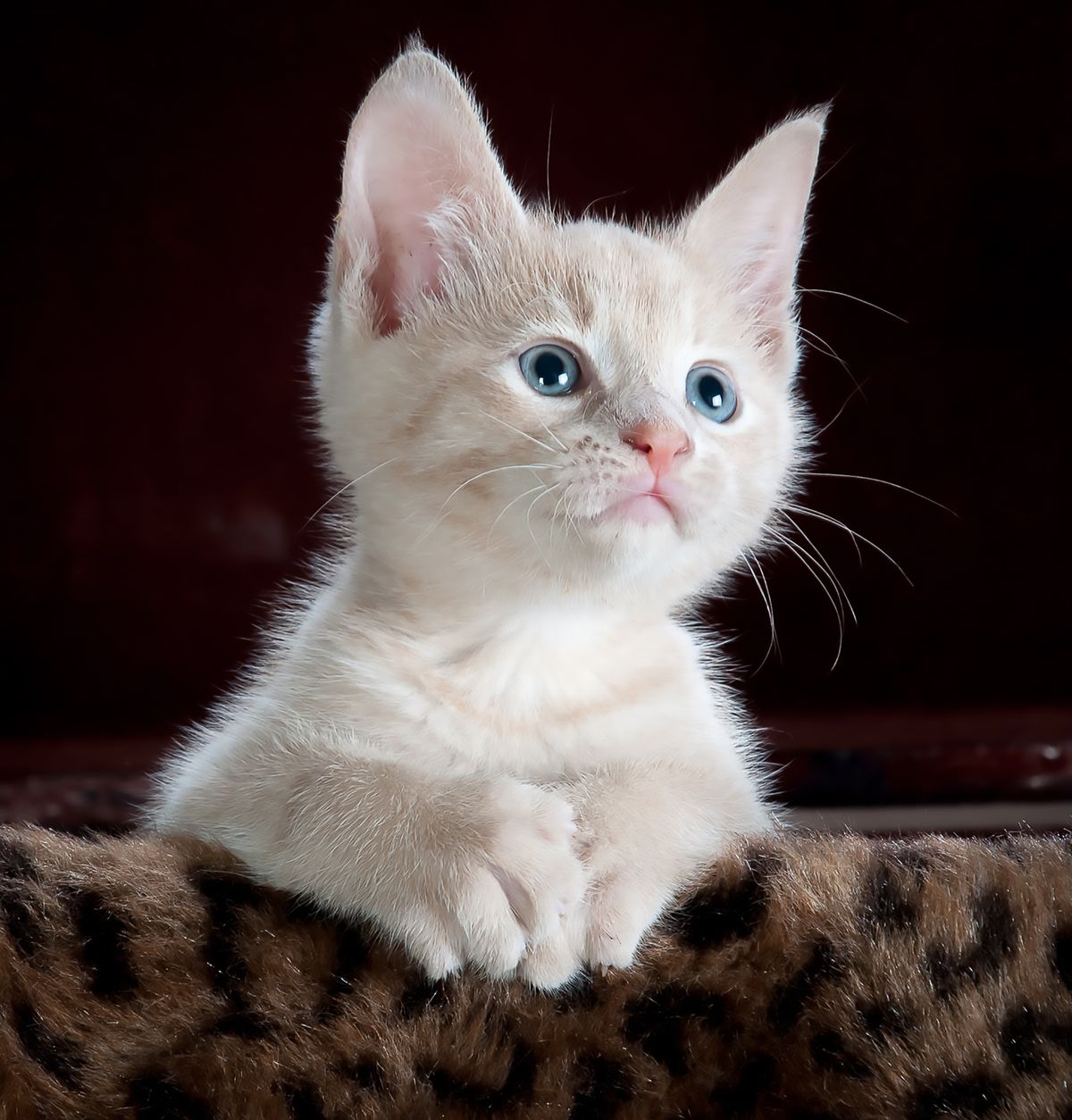 Can cats drink milk India guide