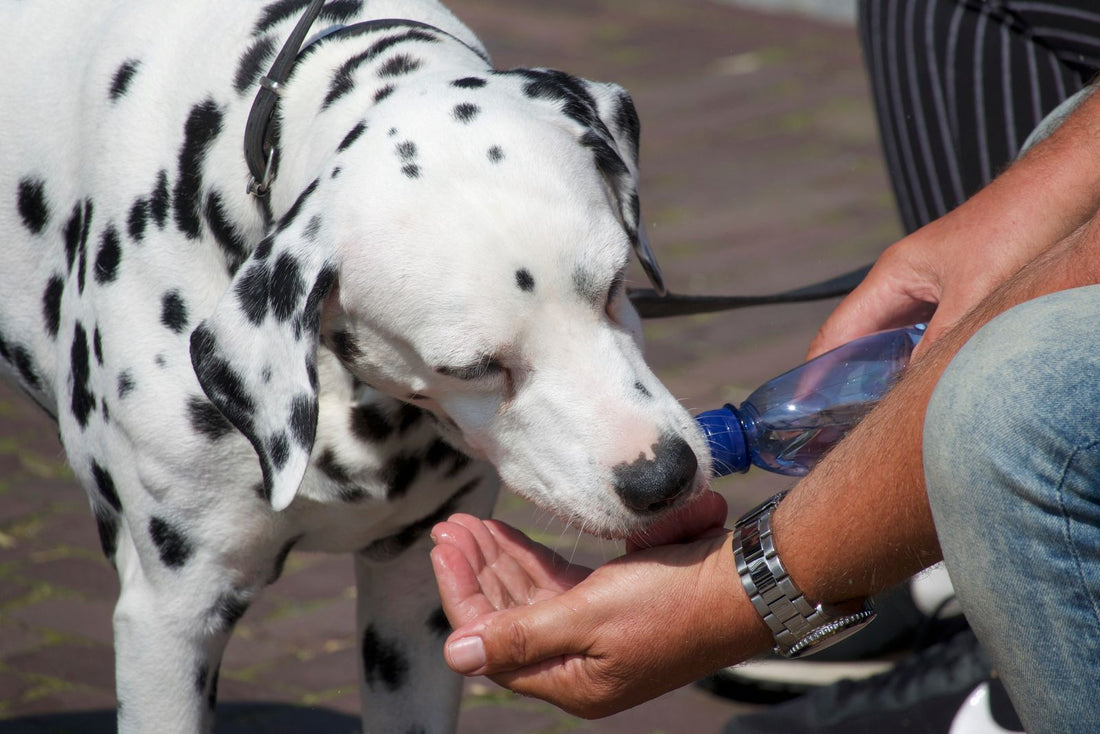 Person giving water to a Dalmatian dog on a hot day