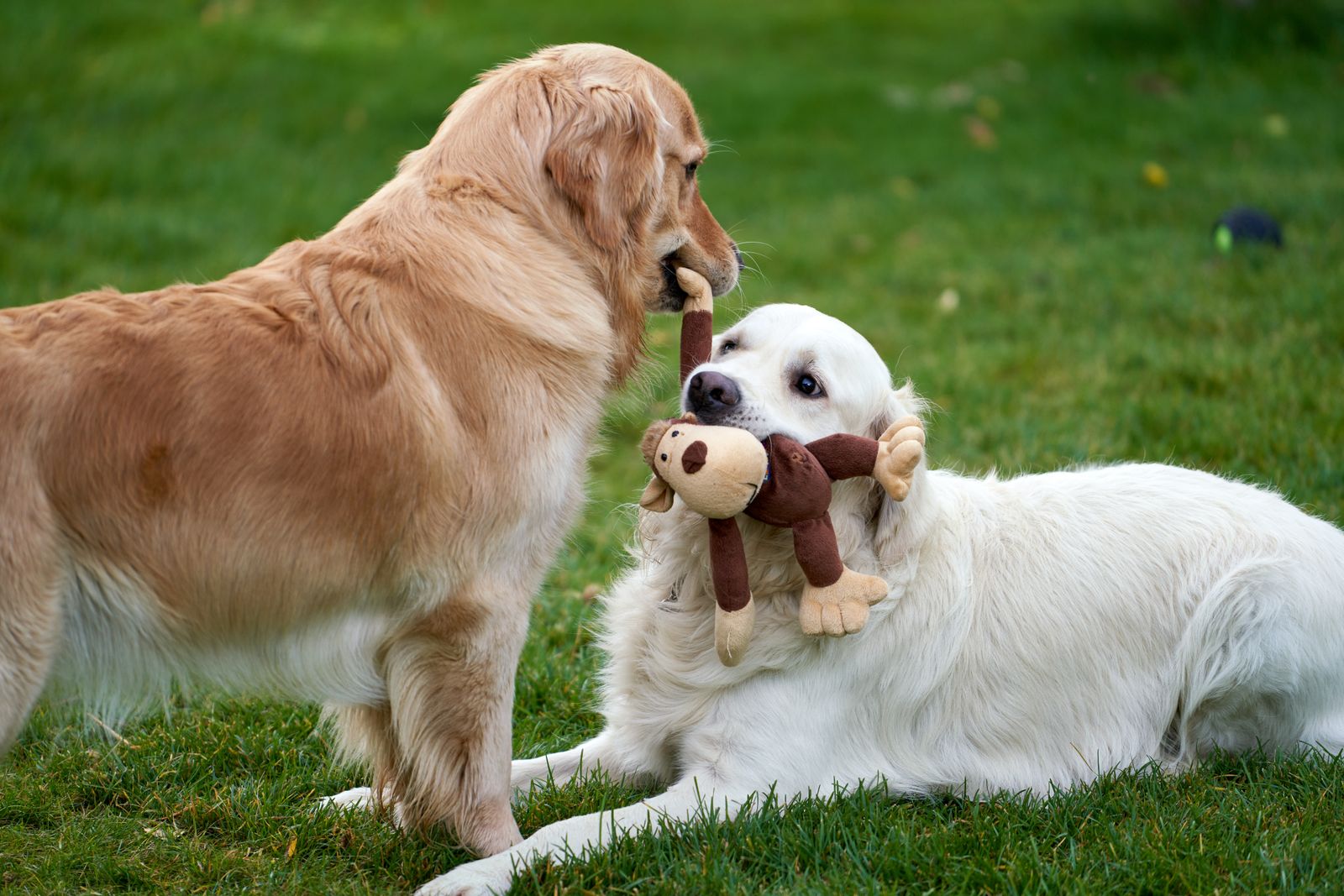Dog playing with a toy