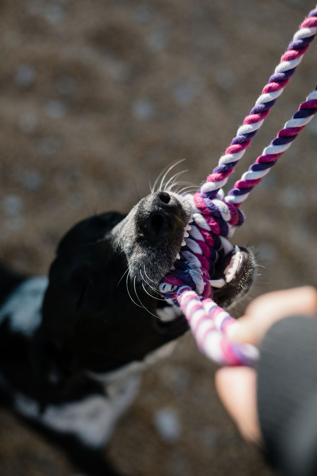 Dog biting a knotted cotton rope chew toy at home
