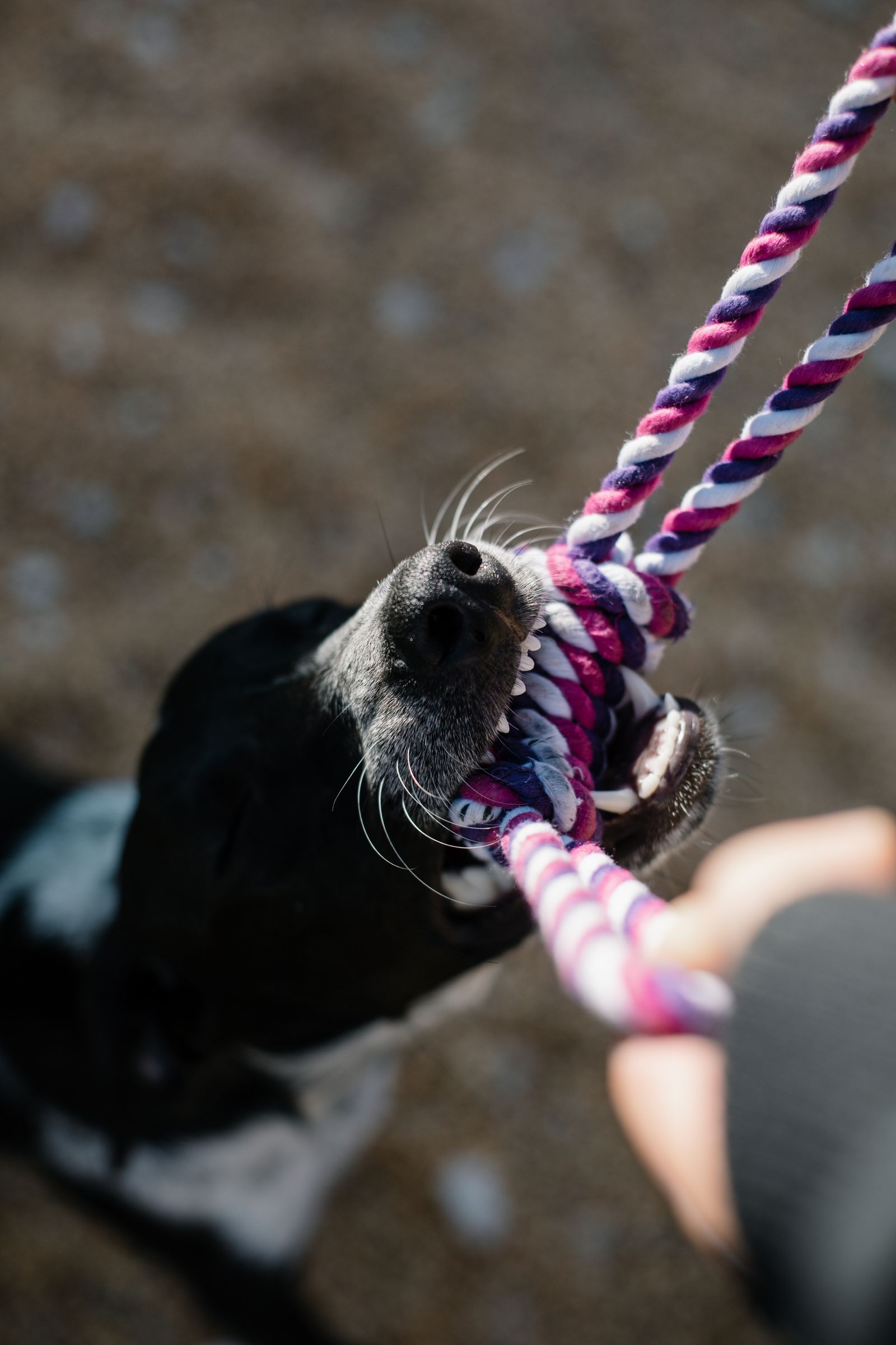 Dog biting a knotted cotton rope chew toy at home
