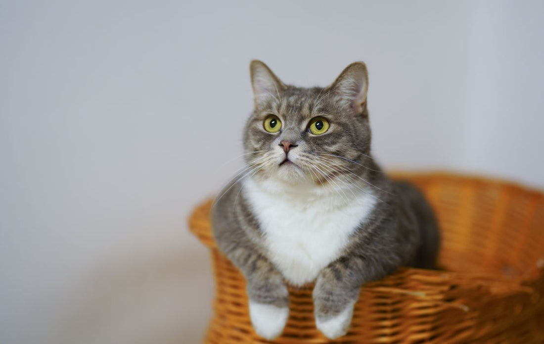 How long can you leave a cat alone India