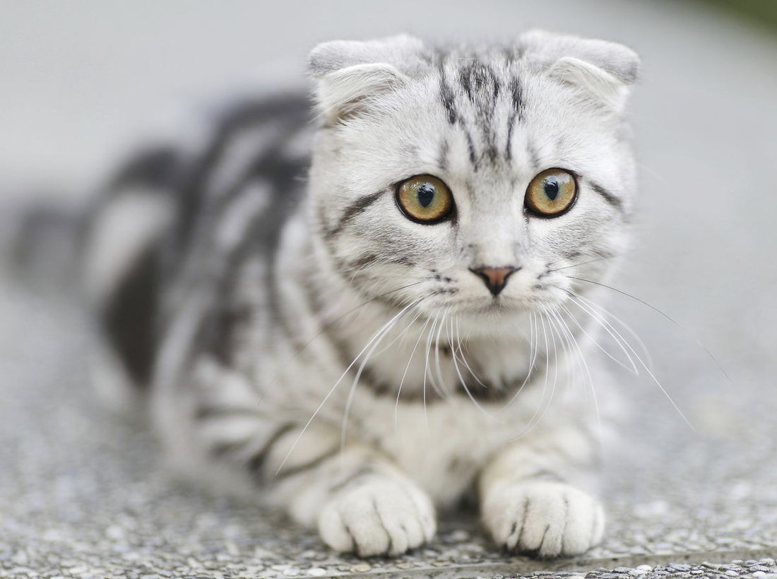 Why does my cat bite me