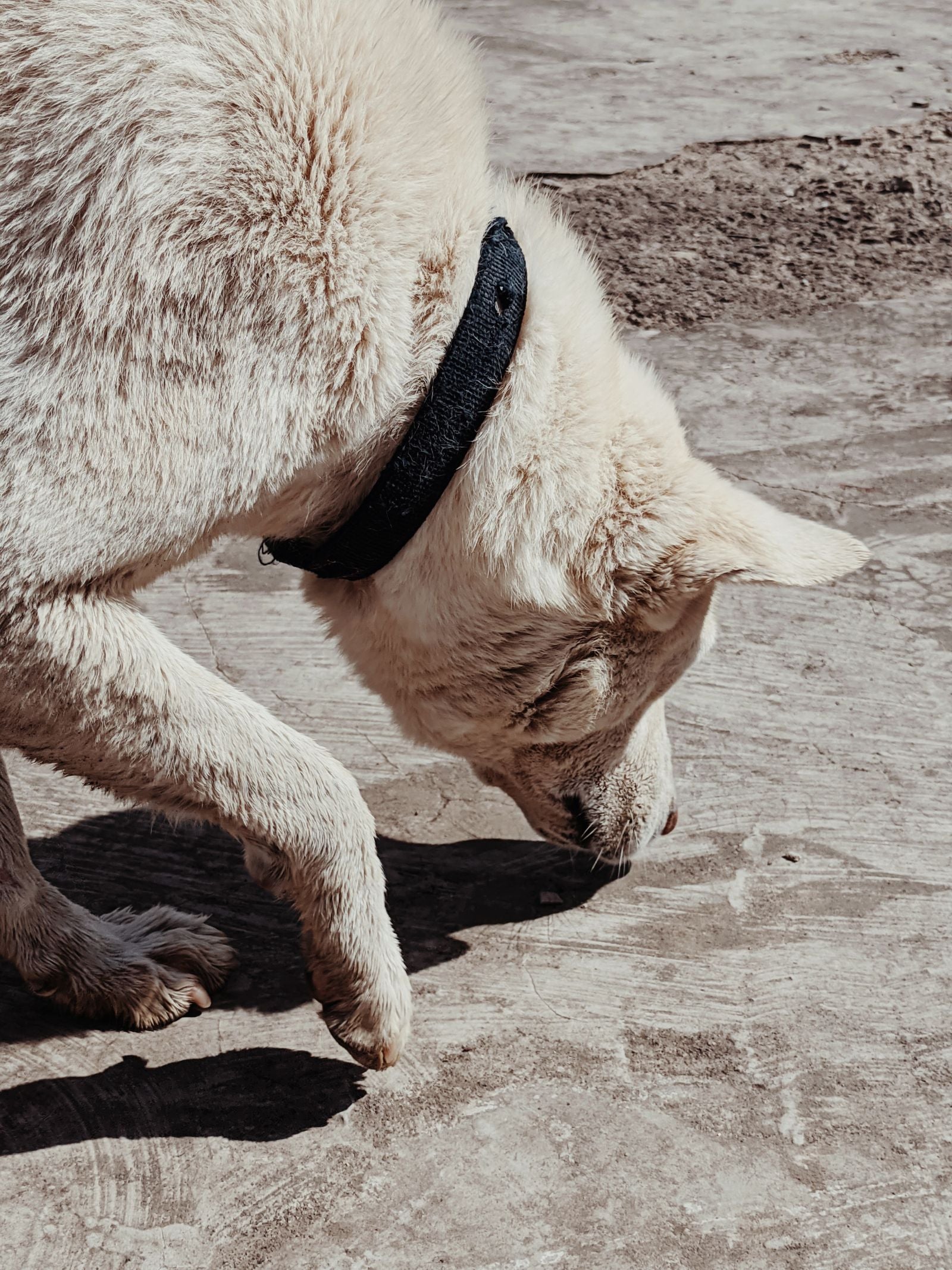 Close-up of a white dog sniffing