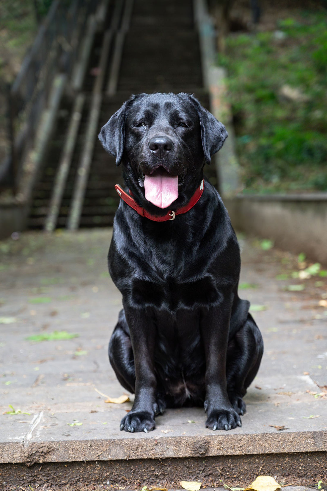 Black Labrador wearing a red nylon dog collar
