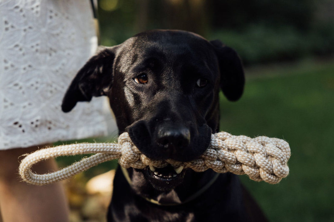 Dog holding a rope toy in its mouth