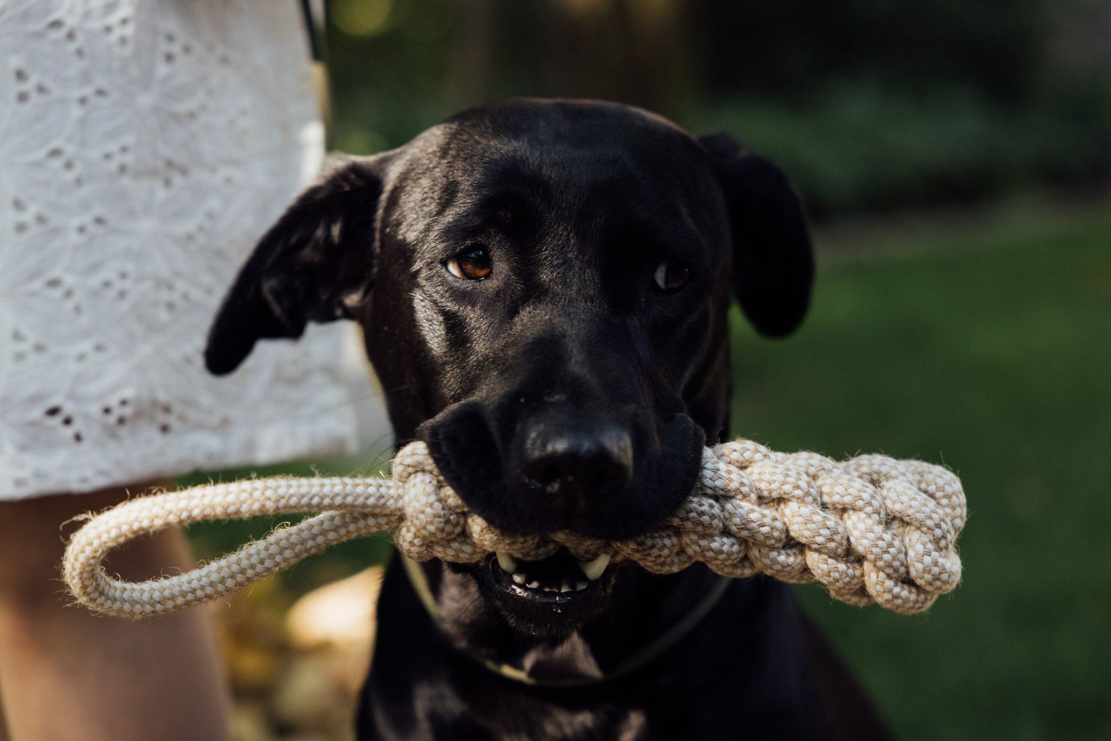 Dog holding a rope toy in its mouth