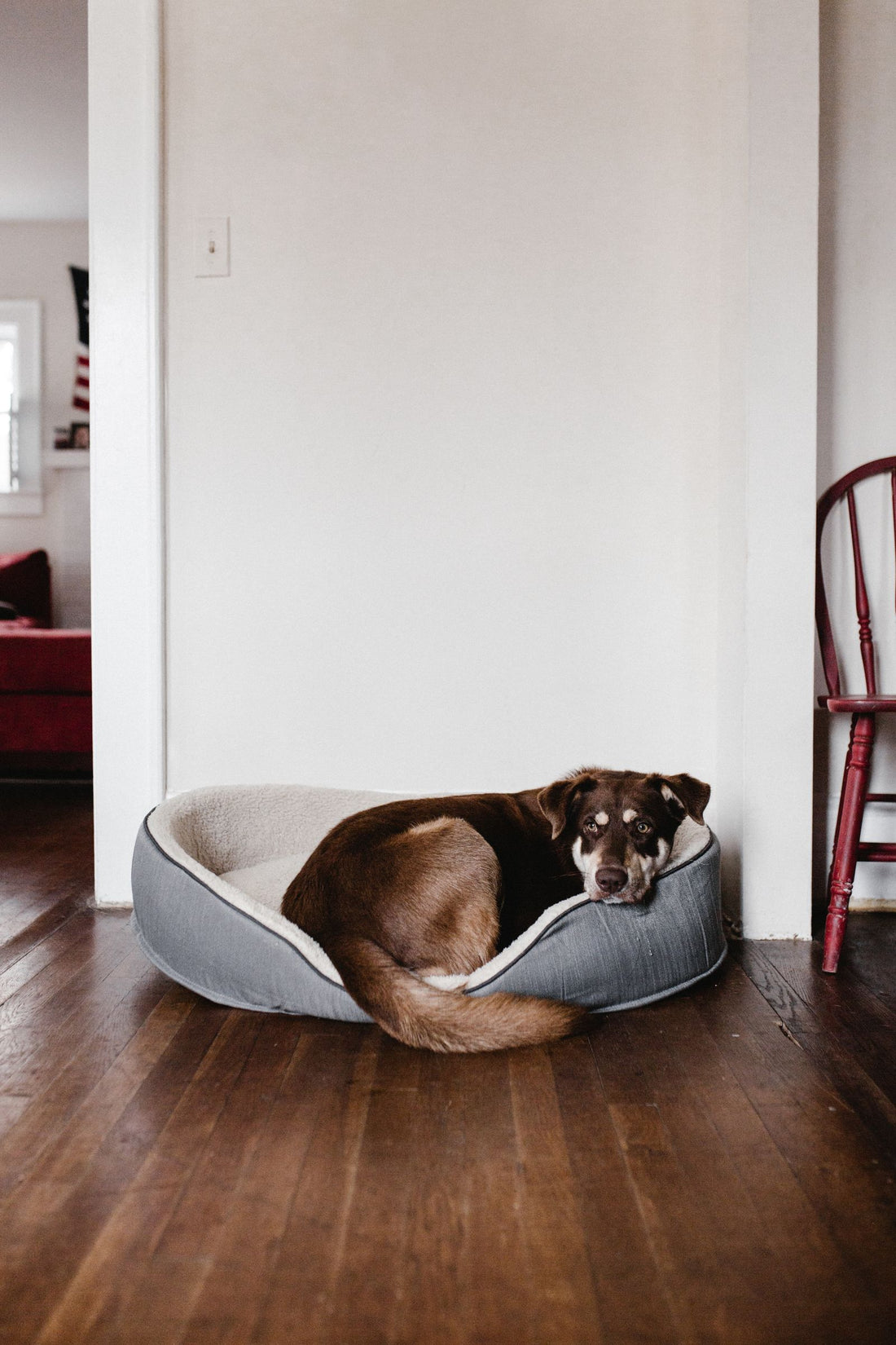 Brown dog resting comfortably in a cozy dog bed on a wooden floor indoors