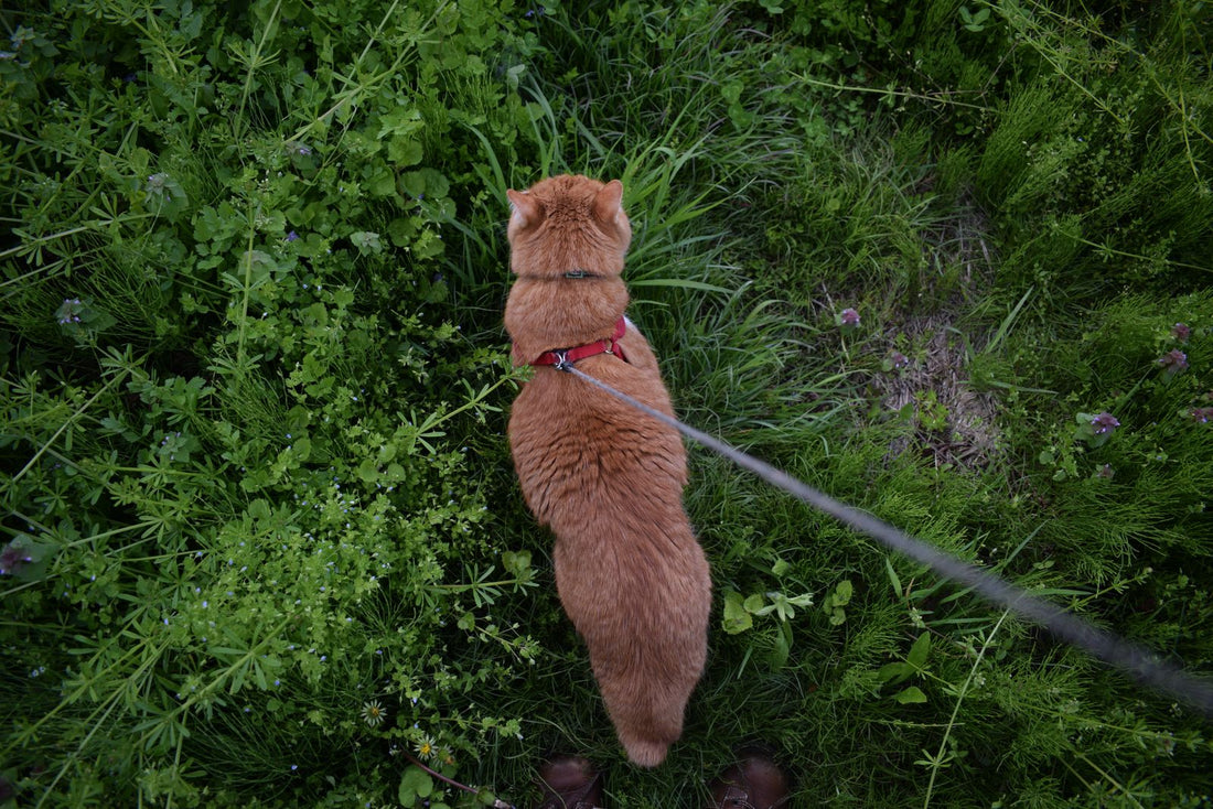 Cat on a leash and harness exploring a garden outdoors — best cat harness in India under ₹500