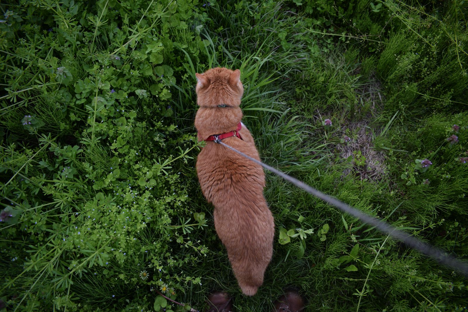 Cat on a leash and harness exploring a garden outdoors — best cat harness in India under ₹500