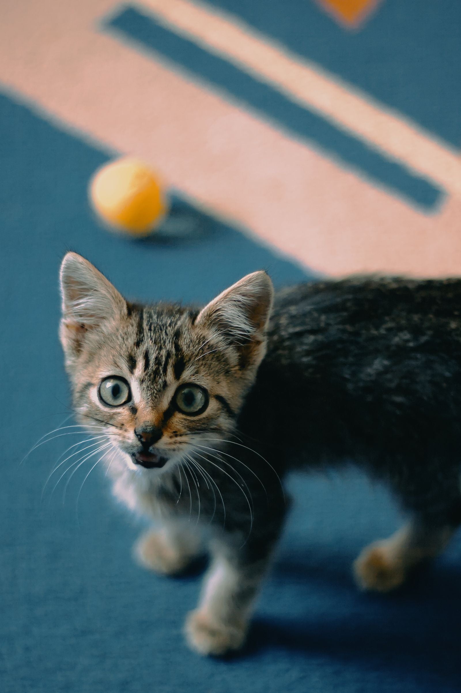Kitten playing with a toy ball during teething