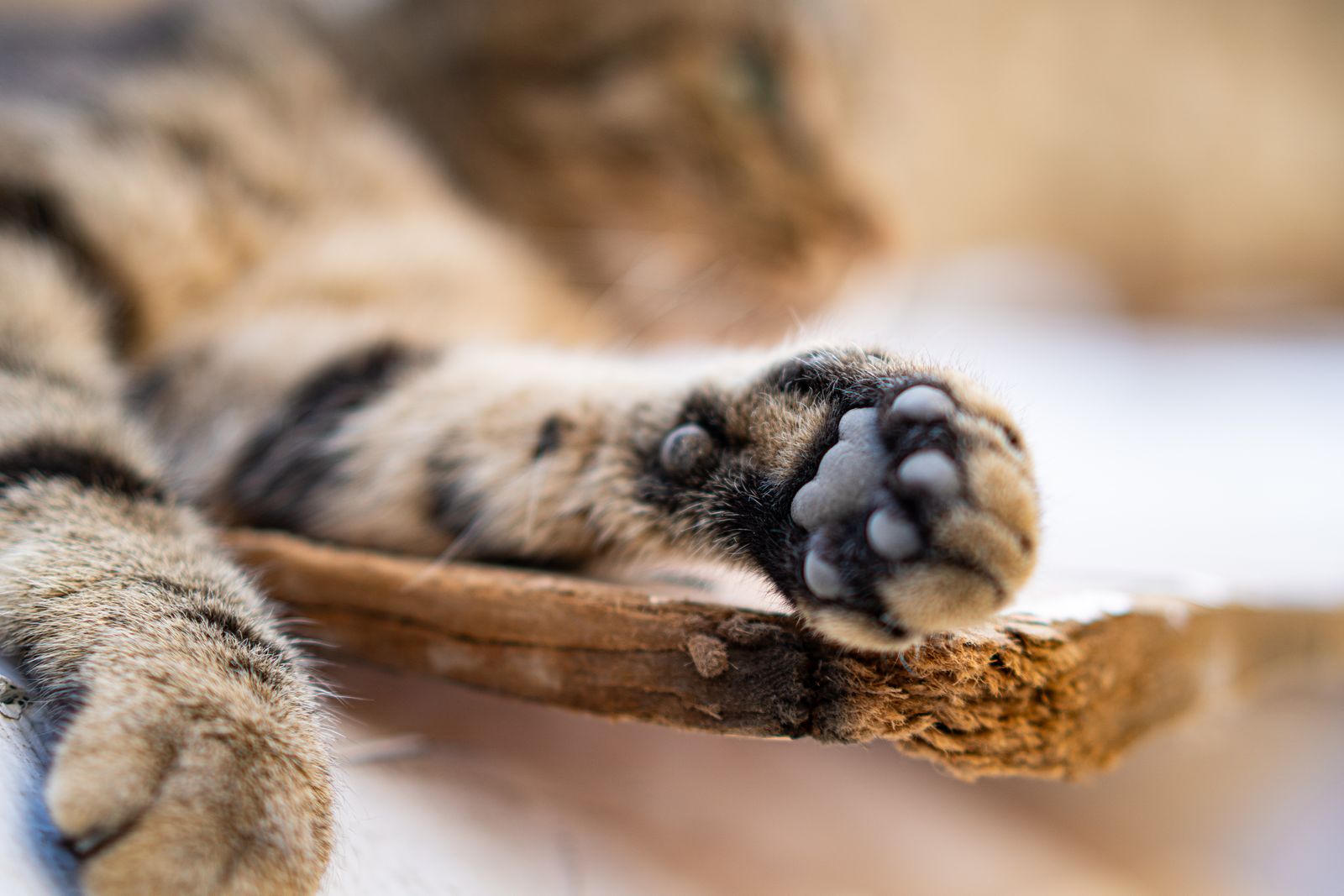 Close-up of a relaxed cat's paw on wood, claws ready for a gentle nail trim at home
