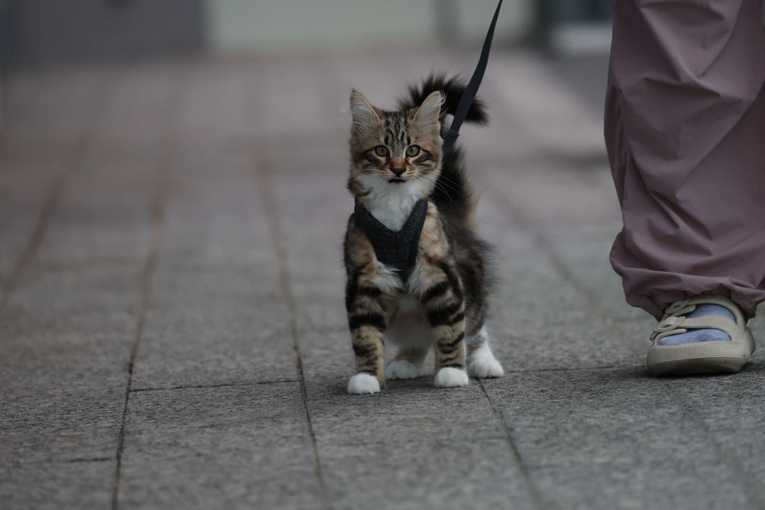 A cat wearing a harness and leash walking outdoors with its owner in India