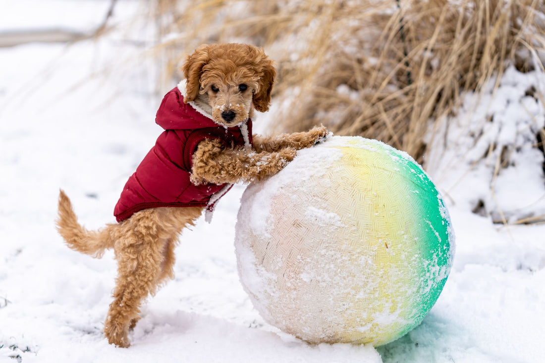 Adorable puppy playing with a ball toy on the floor