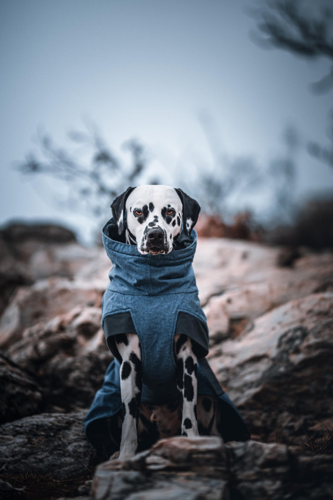 Small dog wearing a comfortable blue outfit — dog t-shirt guide India