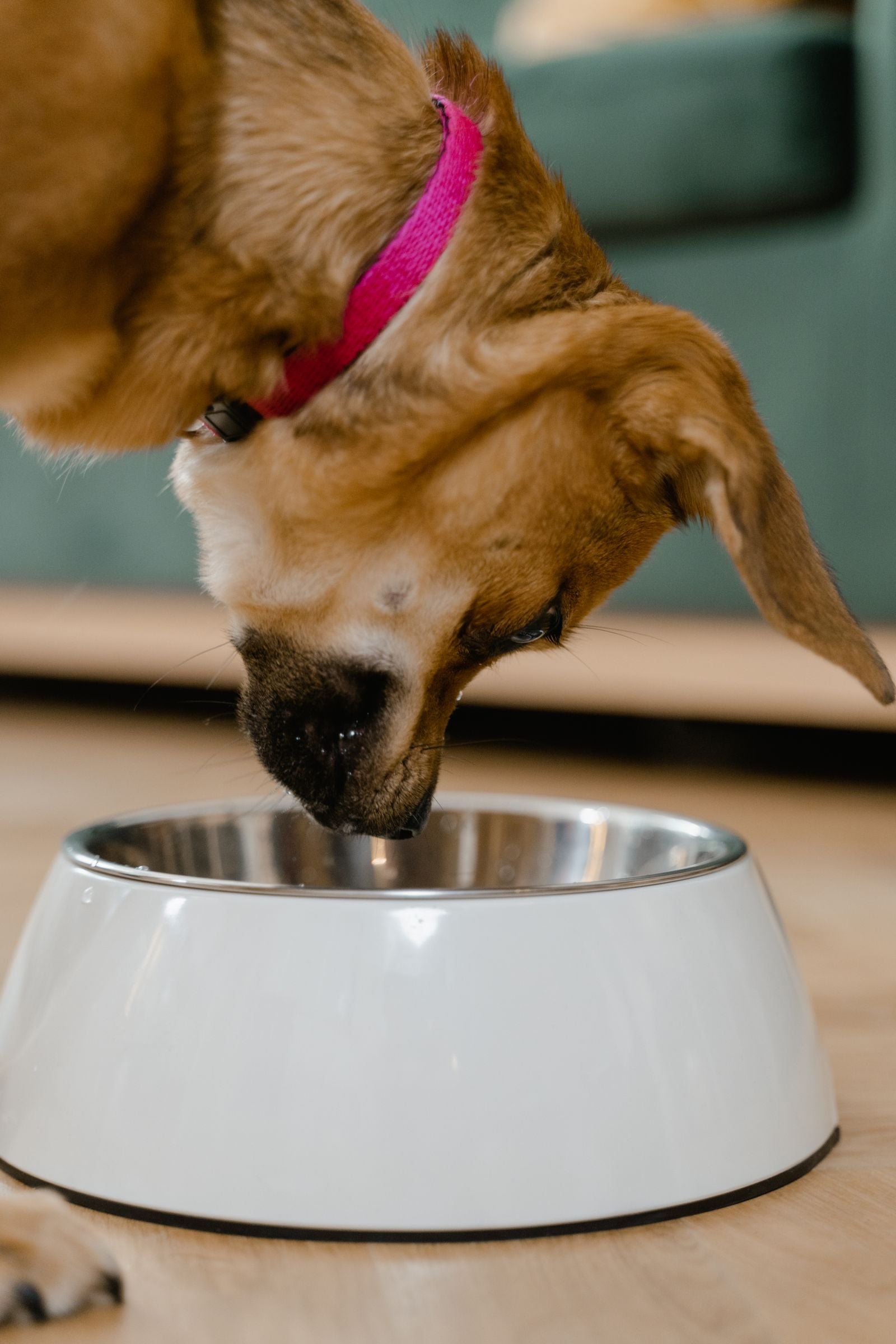 Dog eating from a stainless steel pet bowl