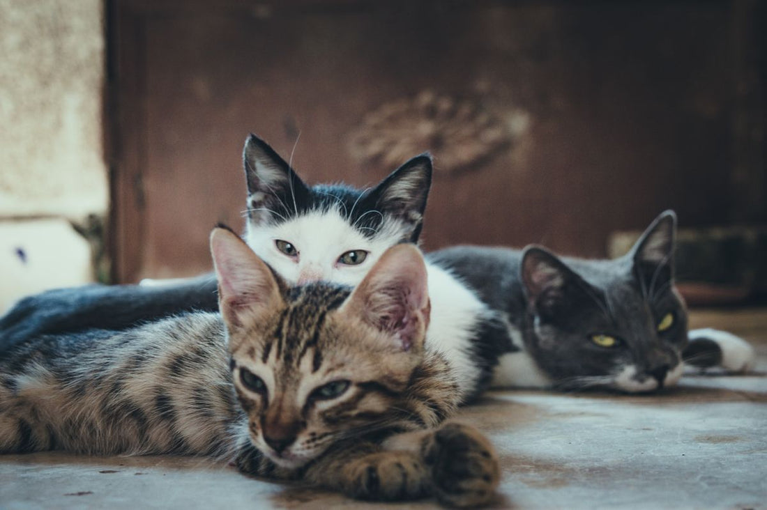 How often should you feed your cat India