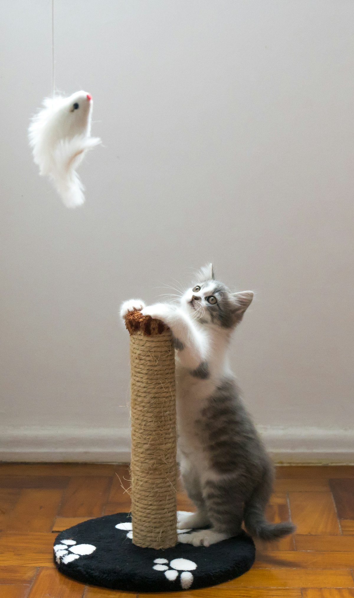 Cat playing with a hanging toy on a scratching post