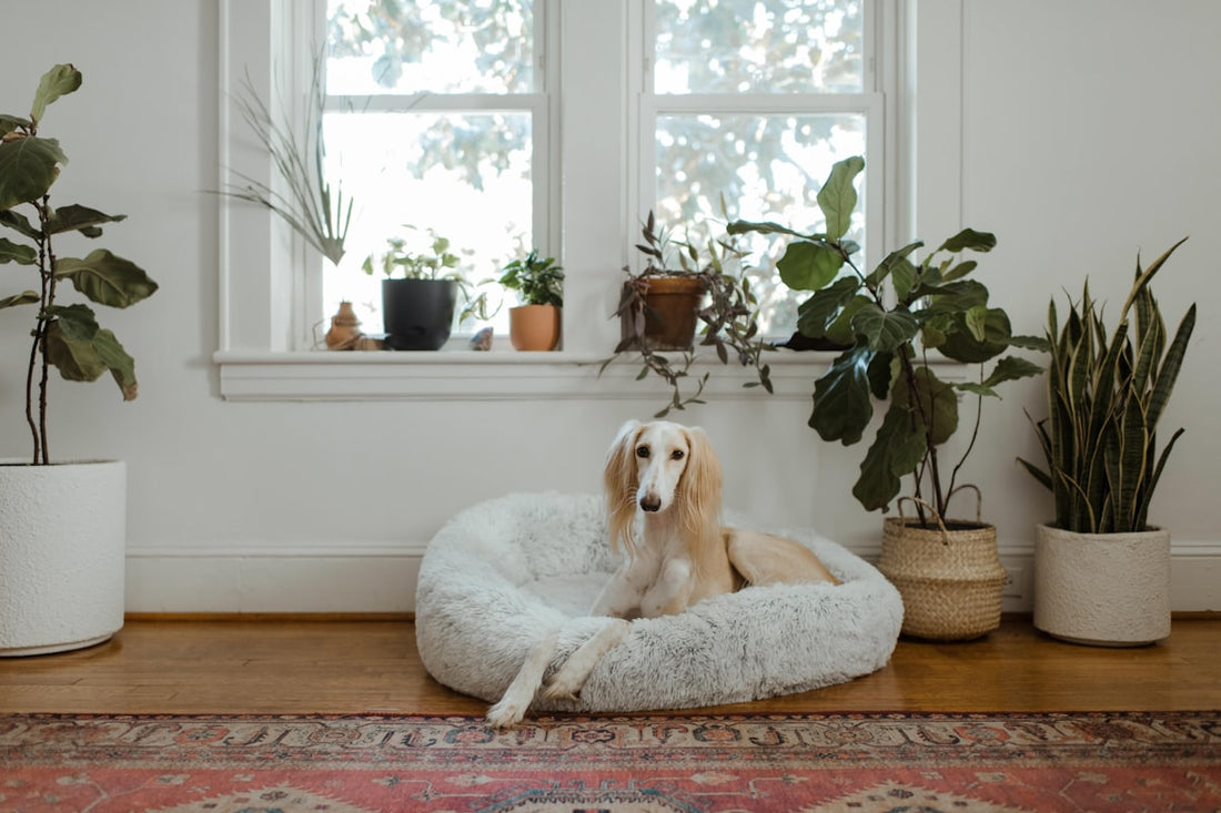 White and brown dog resting on a soft pet bed