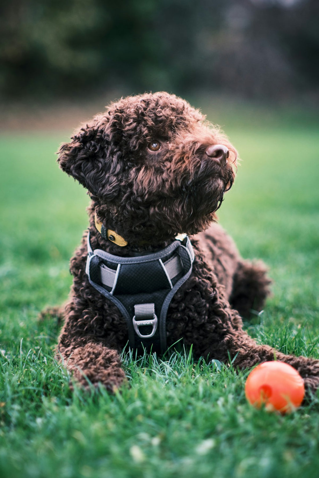 Dog wearing a stylish outfit