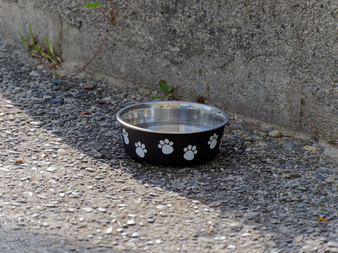 Clean stainless steel pet bowl