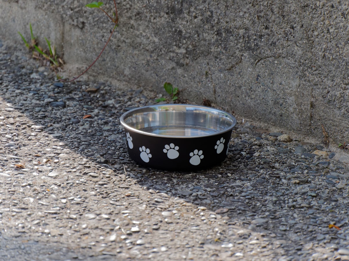 Clean stainless steel pet bowl