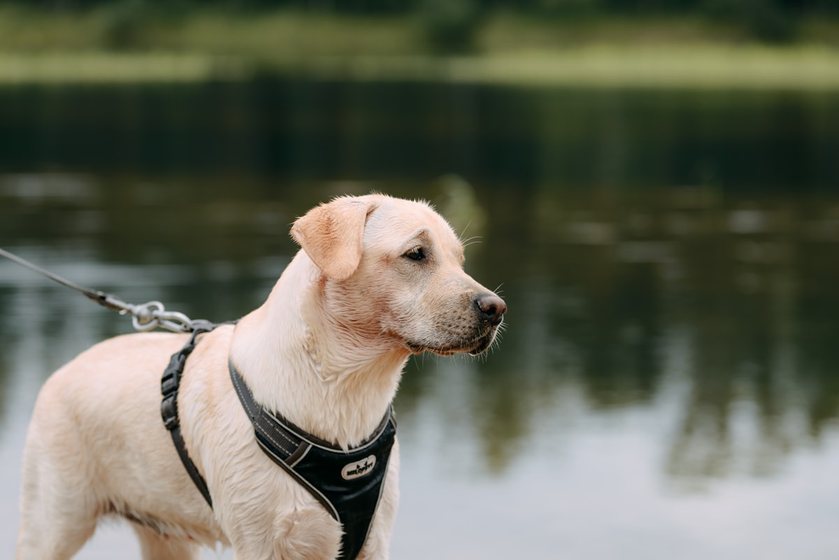 Dog wearing a well-fitted harness outdoors