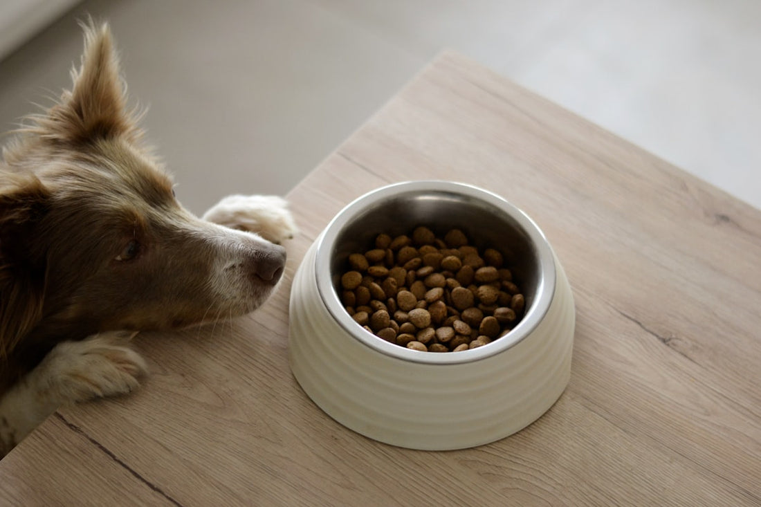 Dog eating food from a bowl