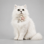 Cute beige floral cat collar with bell – premium kitten accessory India
