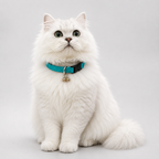 Set of 2 nylon cat collars – durable lightweight cat neck collar India