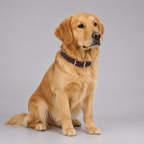 Strong nylon dog collar – colorful adjustable pet collar for dogs